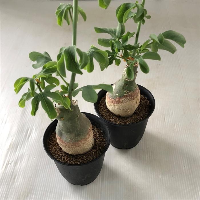 日本花キ流通 多肉植物 caアデニア グラウカ 多肉植物 塊根植物