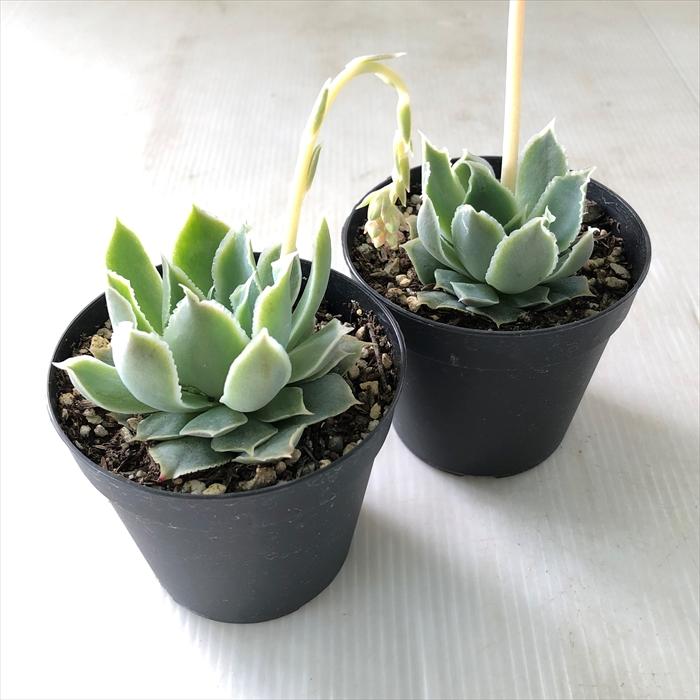 日本花キ流通 多肉植物 skエケベリア シムランスラグナサンチョス 実生  