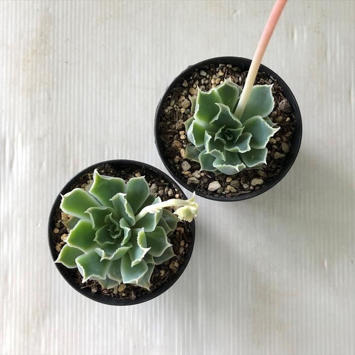 日本花キ流通 多肉植物 skエケベリア シムランスラグナサンチョス 実生