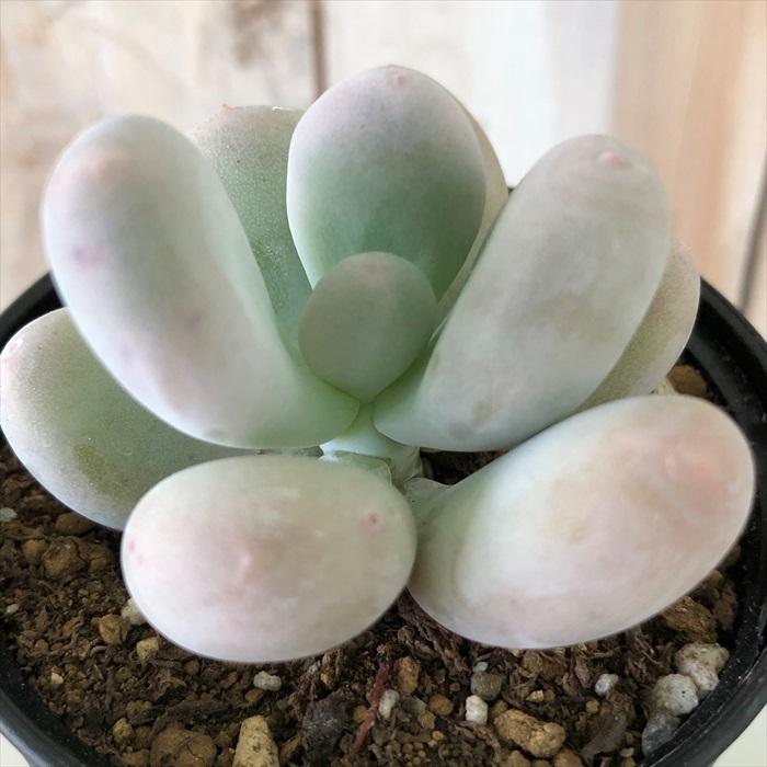 日本花キ流通 多肉植物 hmパキフィツム 月美人 ツキビジン 6cm 日本花キ流通 多肉植物 hmパキフィツム 月美人 ツキビジン 6cm