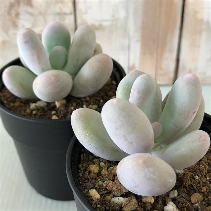 多肉植物 hmパキフィツム 月美人 ツキビジン 多肉植物 6cmポット | 日本花キ流通 | 01