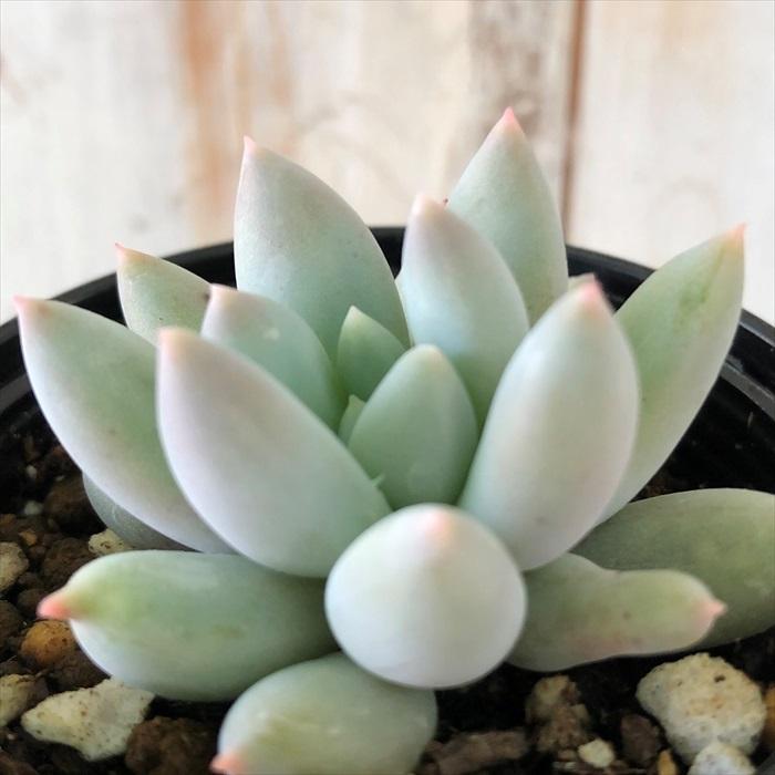 日本花キ流通 多肉植物 hmパキベリア エンジェルス フィンガー 日本花キ流通 多肉植物 hmパキベリア エンジェルス フィンガー