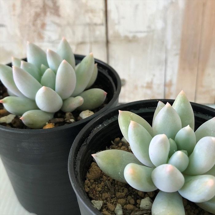 日本花キ流通 多肉植物 hmパキベリア エンジェルス フィンガー
