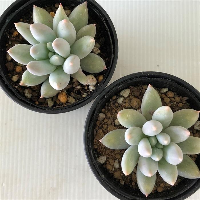日本花キ流通 多肉植物 hmパキベリア エンジェルス フィンガー 日本花キ流通 多肉植物 hmパキベリア エンジェルス フィンガー