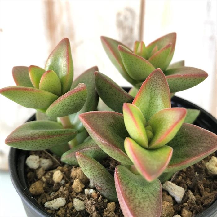 日本花キ流通 多肉植物 hmクラッスラ 桜星 （サクラボシ） 多肉植物