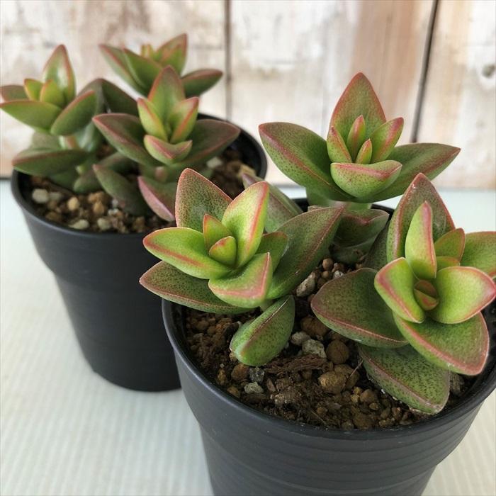 日本花キ流通 多肉植物 hmクラッスラ 桜星 （サクラボシ） 多肉植物