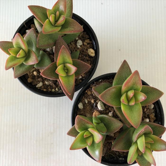 日本花キ流通 多肉植物 hmクラッスラ 桜星 （サクラボシ） 多肉植物