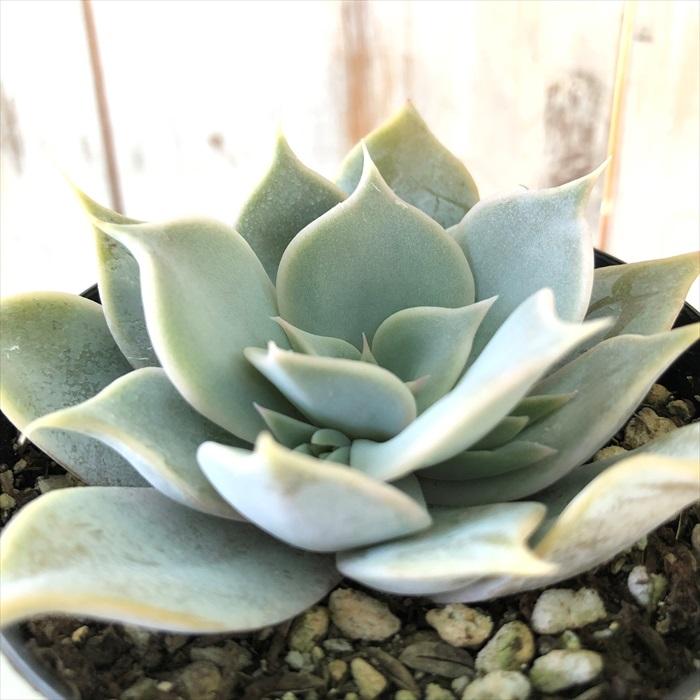 多肉植物 Swkエケベリア リラシナ アズタトレンシス 多肉植物 エケベリア 7 5cmポット Z フラワーネット日本花キ流通 通販 Yahoo ショッピング
