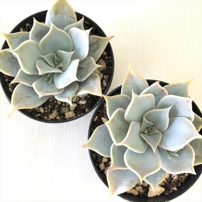 多肉植物 Swkエケベリア リラシナ アズタトレンシス 多肉植物 エケベリア 7 5cmポット Z フラワーネット日本花キ流通 通販 Yahoo ショッピング