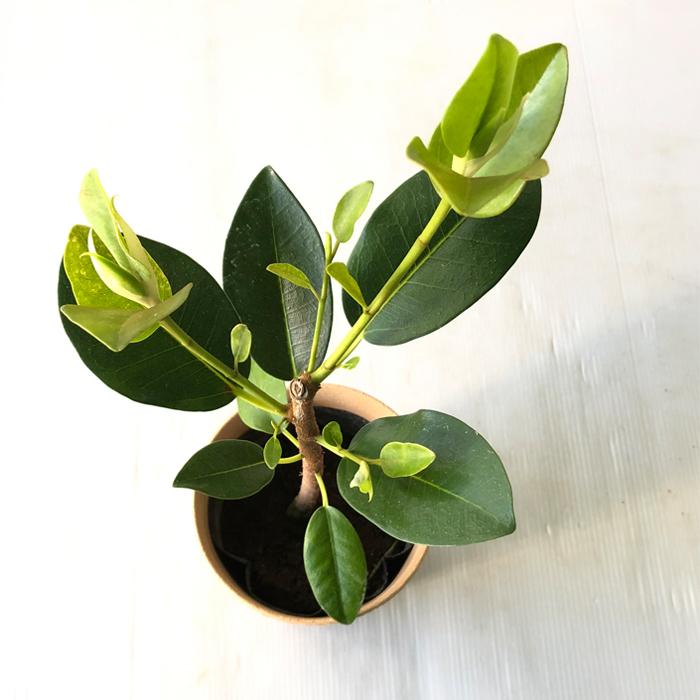 日本花キ流通 観葉植物 フィカス ルビギノーサ フランスゴムの木 4号鉢
