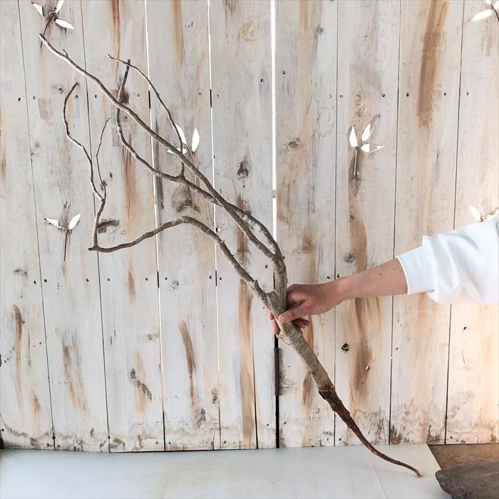 Web限定 多肉植物 Caデロニクス プミラ 0319 104 多肉植物 コーデックス 現品販売 輸入株 Z フラワーネット日本花キ流通 通販 Yahoo ショッピング 驚きの安さ Web Escgroup Com