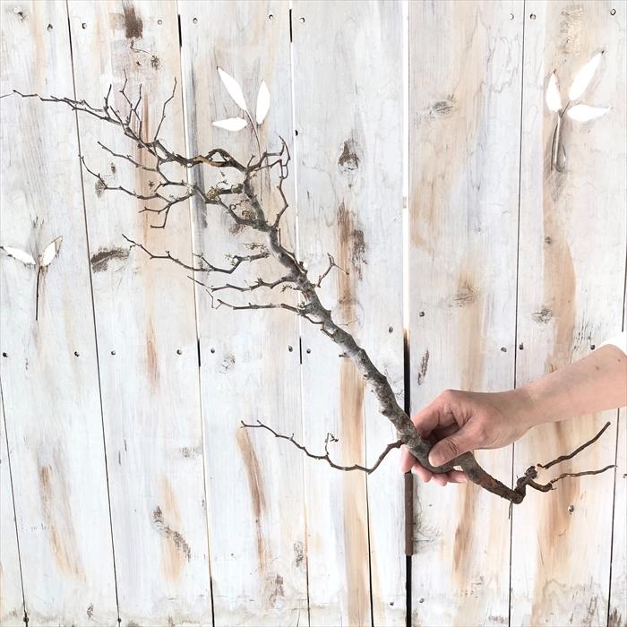 人気ブランドを 多肉植物 Caコミフォラ モンストローサ 0319 106 多肉植物 コーデックス 現品販売 輸入株 超大特価 Www Muslimaidusa Org