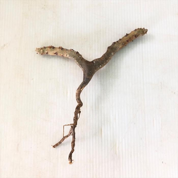 再再販 多肉植物 Caサウコカウロン ムルチフィズム 0319 138 多肉植物 コーデックス 現品販売 抜き苗 輸入株 Z フラワーネット日本花キ流通 通販 Yahoo ショッピング 在庫あり 即納 Web Escgroup Com