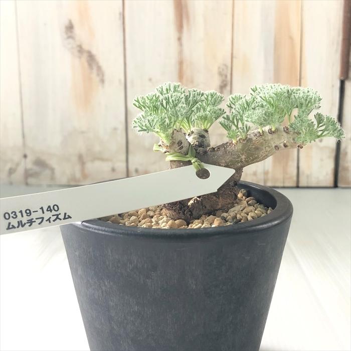 Seal限定商品 多肉植物 Caサウコカウロン ムルチフィズム 0319 140 多肉植物 コーデックス 現品販売 抜き苗 輸入株 Z フラワーネット日本花キ流通 通販 Yahoo ショッピング 新着商品 Web Escgroup Com