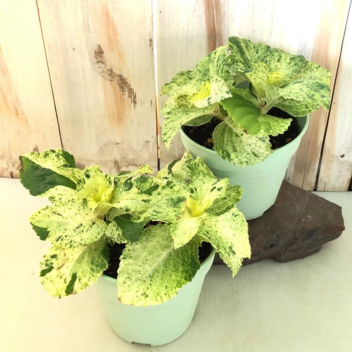 斑入りアジサイ スフレ 4号鉢 アジサイ 紫陽花 ガーデニング カラーリーフ Z フラワーネット日本花キ流通 通販 Yahoo ショッピング