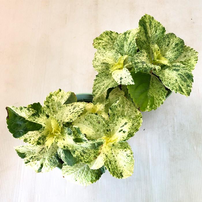 斑入りアジサイ スフレ 4号鉢 アジサイ 紫陽花 ガーデニング カラーリーフ Z フラワーネット日本花キ流通 通販 Yahoo ショッピング