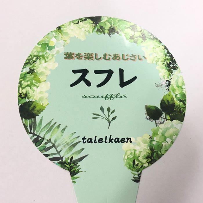 斑入りアジサイ スフレ 4号鉢 アジサイ 紫陽花 ガーデニング カラーリーフ Z フラワーネット日本花キ流通 通販 Yahoo ショッピング