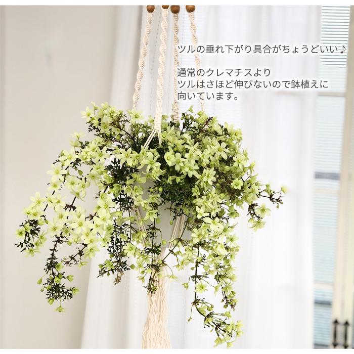 日本花キ流通 予約販売 クレマチス ペトリエイ 5号鉢 送料無料 芳香性