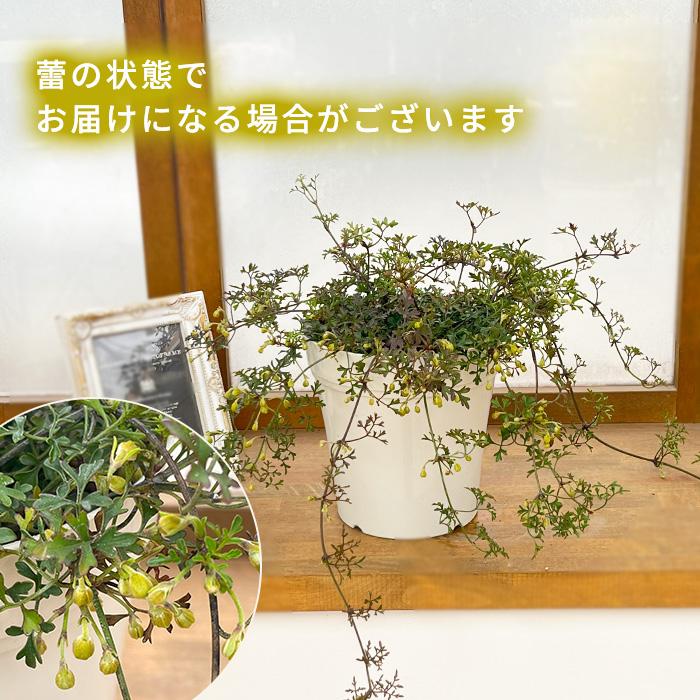 日本花キ流通 予約販売 クレマチス ペトリエイ 5号鉢 送料無料 芳香性