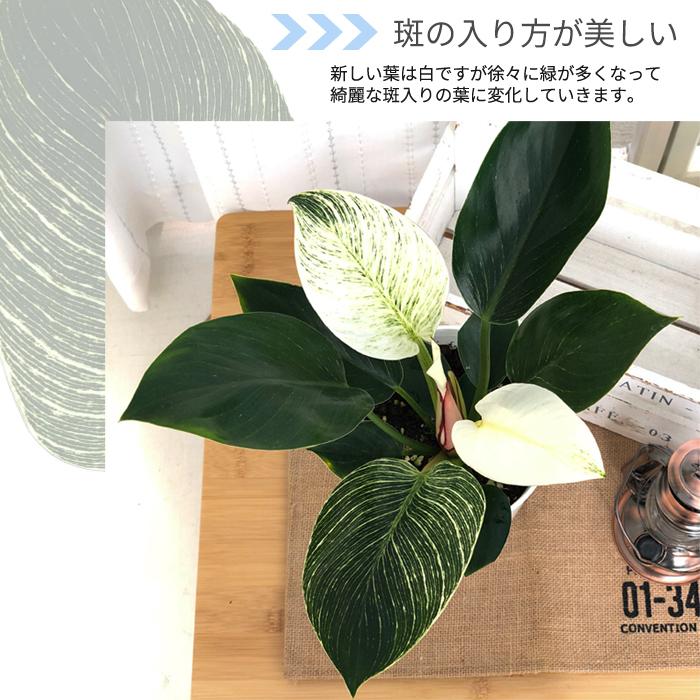 フィロデンドロン バーキン 6号鉢 送料無料 観葉植物 インテリア おしゃれ Z フラワーネット日本花キ流通 通販 Yahoo ショッピング