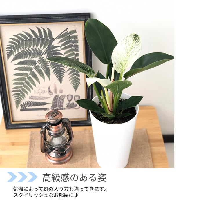 日本花キ流通 観葉植物 フィロデンドロン バーキン 5号鉢 送料無料