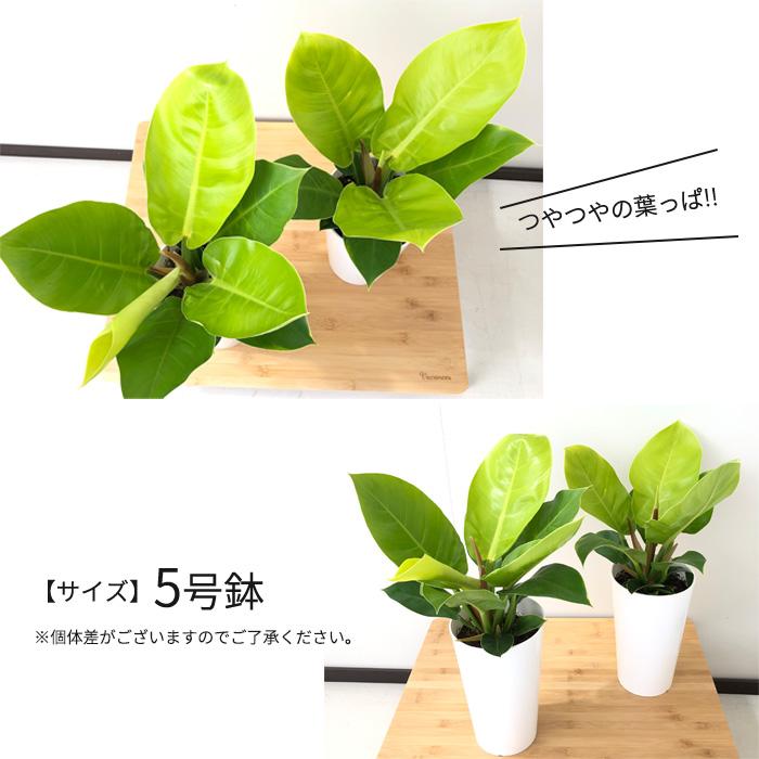日本花キ流通 観葉植物 フィロデンドロン インペリアルゴールド 5号鉢