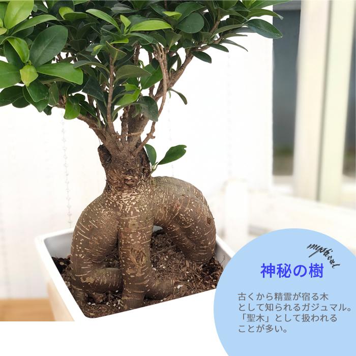 日本花キ流通 観葉植物 ガジュマル 6号鉢 送料無料 観葉植物 室内