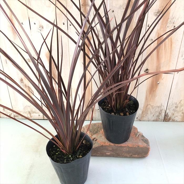 ニューサイラン ナロー ブロンズ 観葉植物 ススキノキ科 フォルミウム マオラン カラーリーフ 12cm鉢 Z フラワーネット日本花キ流通 通販 Yahoo ショッピング