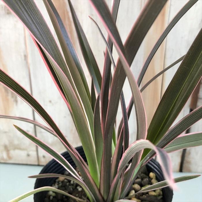 ニューサイラン ピンク ストライプ 観葉植物 ススキノキ科 フォルミウム マオラン カラーリーフ 12cm鉢 Z フラワーネット日本 花キ流通 通販 Yahoo ショッピング