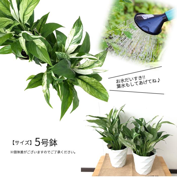 日本花キ流通 観葉植物 スパティフィラム センセーション 5号鉢 送料