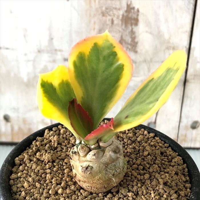 多肉植物 Caユーフォルビア ポイゾニー錦 コーデックス 国産品 7 5cmポット ユーフォルビア