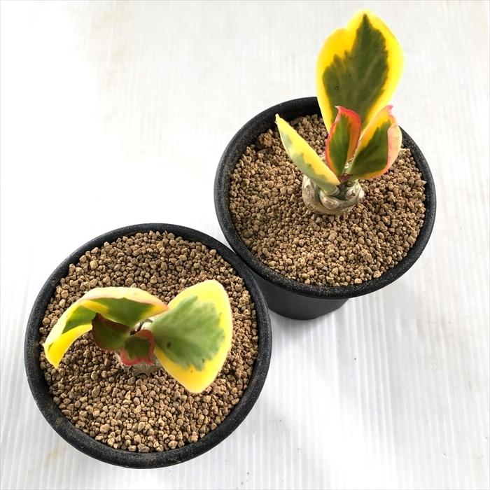 多肉植物 Caユーフォルビア ポイゾニー錦 コーデックス 国産品 7 5cmポット ユーフォルビア