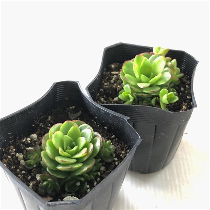 日本花キ流通 多肉植物 seオロスタキス 薄紅レンゲ 7.5cmポット 日本花キ流通 多肉植物 seオロスタキス 薄紅レンゲ 7.5cmポット