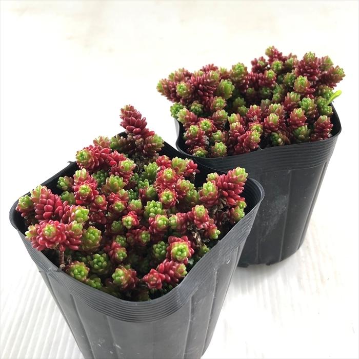 日本花キ流通 多肉植物 seセダム モリムラマンネングサ 7.5cmポット