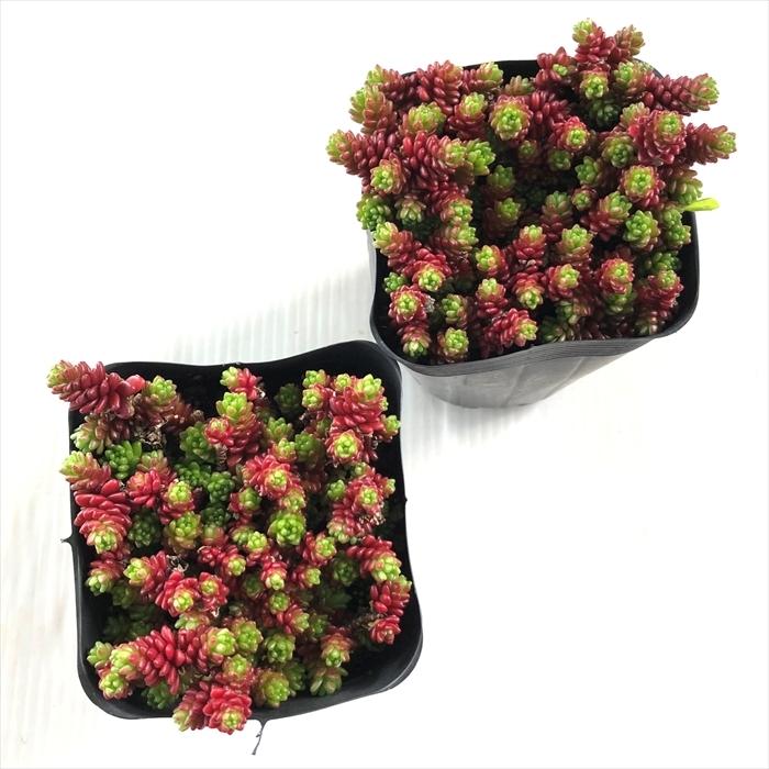 完売　　紅葉中！森で野生化超絶ワイルド【モリムラマンネングサ】セダム＊多肉植物 完売 紅葉中！森で野生化超絶ワイルド【モリムラマンネングサ