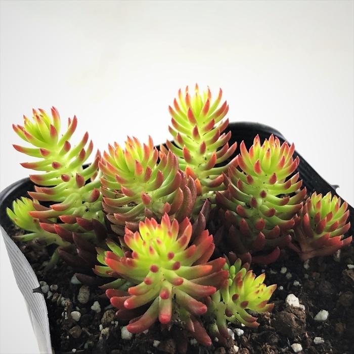 多肉植物 Seセダム ルペストレ アンジェリーナ 7 5cmポット 多肉植物 セダム Z フラワーネット日本花キ流通 通販 Yahoo ショッピング