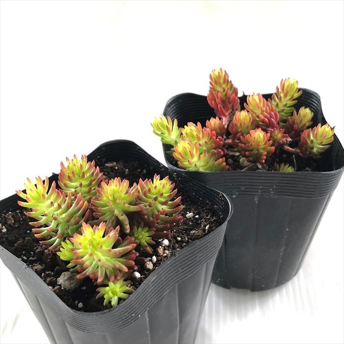 多肉植物 Seセダム ルペストレ アンジェリーナ 7 5cmポット 多肉植物 セダム Z フラワーネット日本花キ流通 通販 Yahoo ショッピング