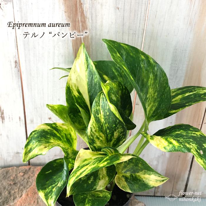 ポトス テルノ バンピー 観葉植物 インテリア おしゃれ 9cmポット Z フラワーネット日本花キ流通 通販 Yahoo ショッピング