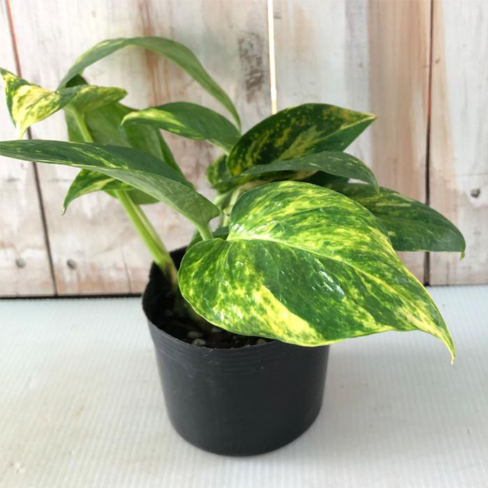 ポトス テルノ バンピー 観葉植物 インテリア おしゃれ 9cmポット Z フラワーネット日本花キ流通 通販 Yahoo ショッピング