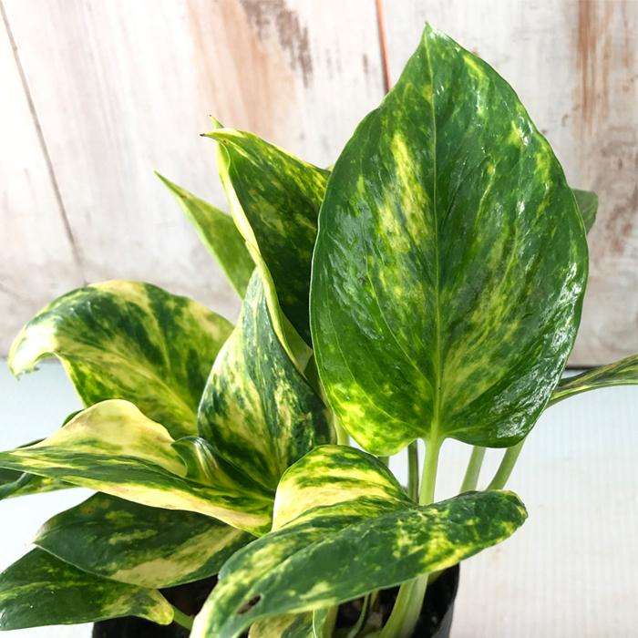 ポトス テルノ バンピー 観葉植物 インテリア おしゃれ 9cmポット Z フラワーネット日本花キ流通 通販 Yahoo ショッピング