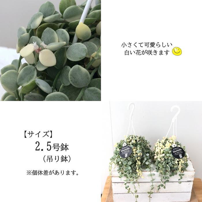 日本花キ流通 観葉植物 ディスキディア ヌンムラリア バリエガータ 2.5