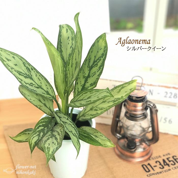 アグラオネマ シルバークイーン 4号鉢 観葉植物 インテリア おしゃれ Z フラワーネット日本花キ流通 通販 Yahoo ショッピング