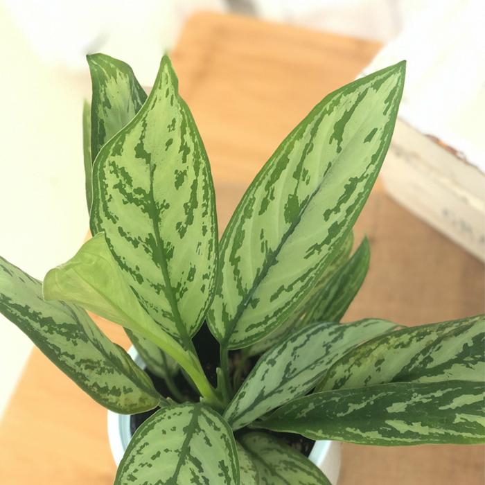 日本花キ流通 観葉植物 アグラオネマ シルバークイーン 4号鉢 観葉植物