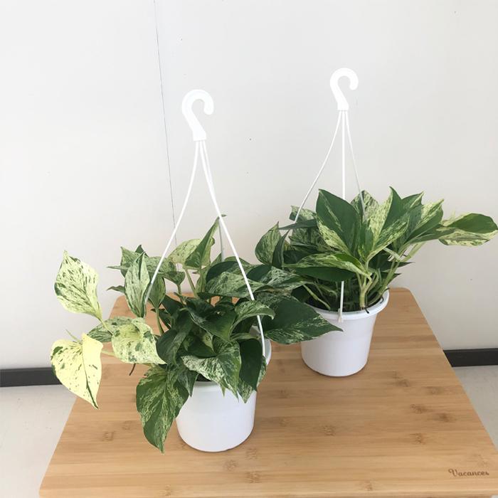 ポトス マーブルクイーン 5号吊り鉢 観葉植物 インテリア おしゃれ Z フラワーネット日本花キ流通 通販 Yahoo ショッピング