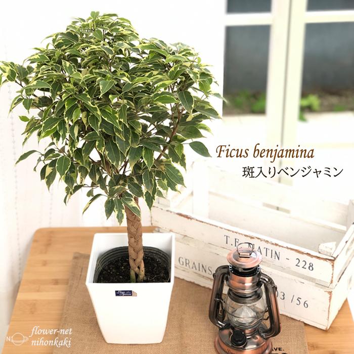 斑入りベンジャミン 5号鉢 観葉植物 インテリア おしゃれ ベンジャミナ フィカス Z フラワーネット日本花キ流通 通販 Yahoo ショッピング