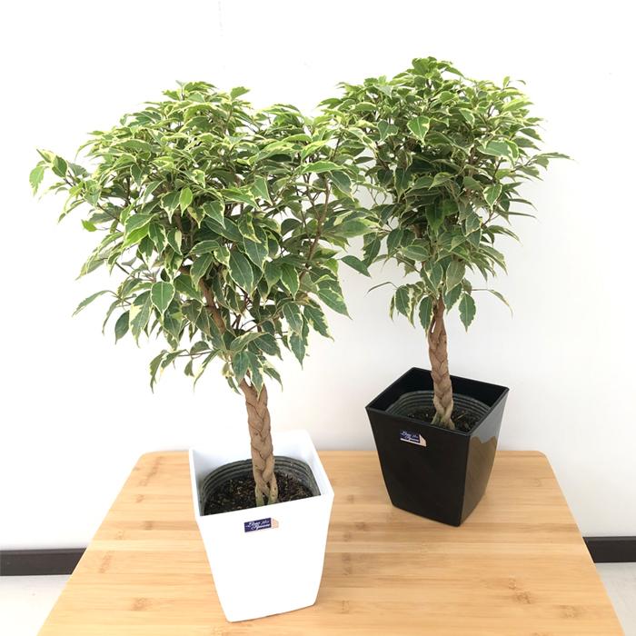 斑入りベンジャミン 5号鉢 観葉植物 インテリア おしゃれ ベンジャミナ フィカス Z フラワーネット日本花キ流通 通販 Yahoo ショッピング