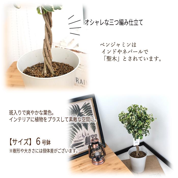 ベンジャミン　シタシオン 　8号 楽天市場】【お試し】 ベンジャミン （シタシオン） 白色 プラスチック