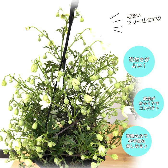 日本花キ流通 クレマチス カートマニー ジョー 5号鉢 吊り鉢 送料無料