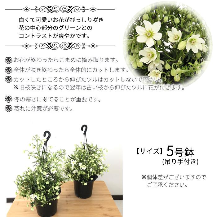 日本花キ流通 クレマチス カートマニー ジョー 5号鉢 吊り鉢