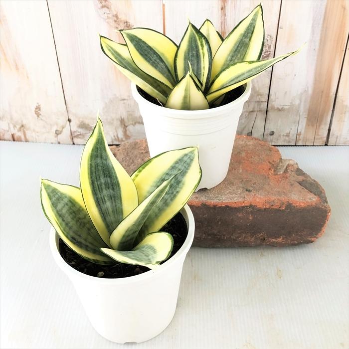 サンスベリア ハニー 3 5号鉢 観葉植物 サンセベリア インテリア Z フラワーネット日本花キ流通 通販 Yahoo ショッピング